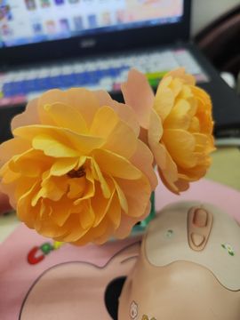 婷婷💕求过月底任务主播照片