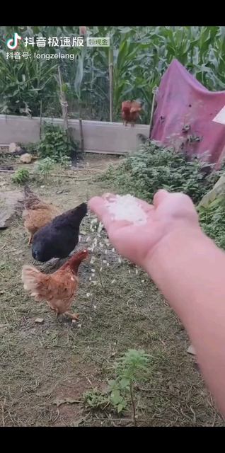 /狗狗/狗狗/狗狗
