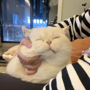 铛铛伟