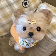 北家小航航