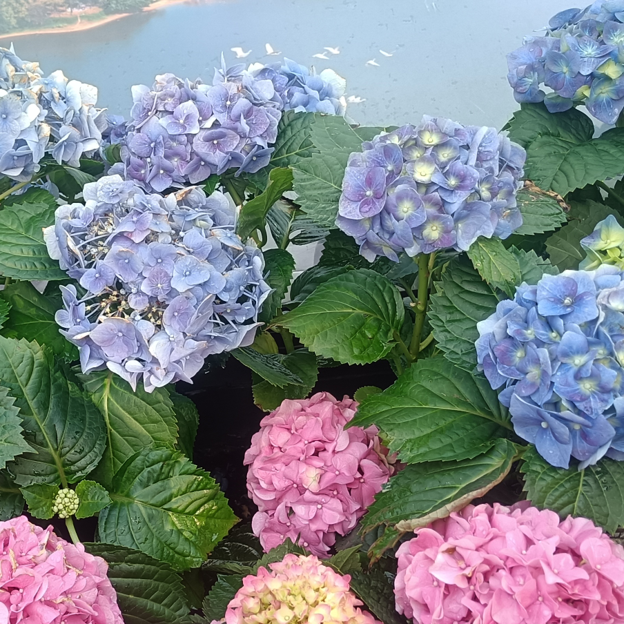 天崖海角y4海报