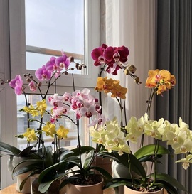 秋叶♥海棠的图片