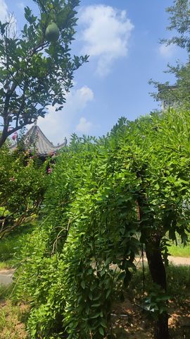 婷婷💕感恩有你陪伴的图片
