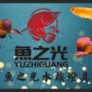 魚之光龍魚燈海报