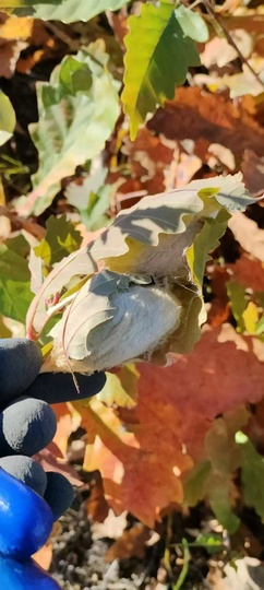 瞳瞳晚上播主播照片