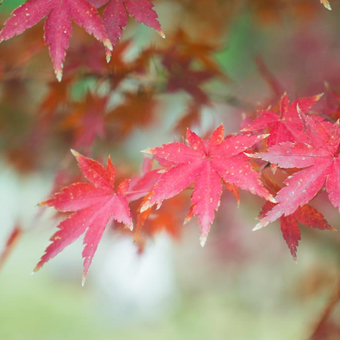 秋叶紅楓海报