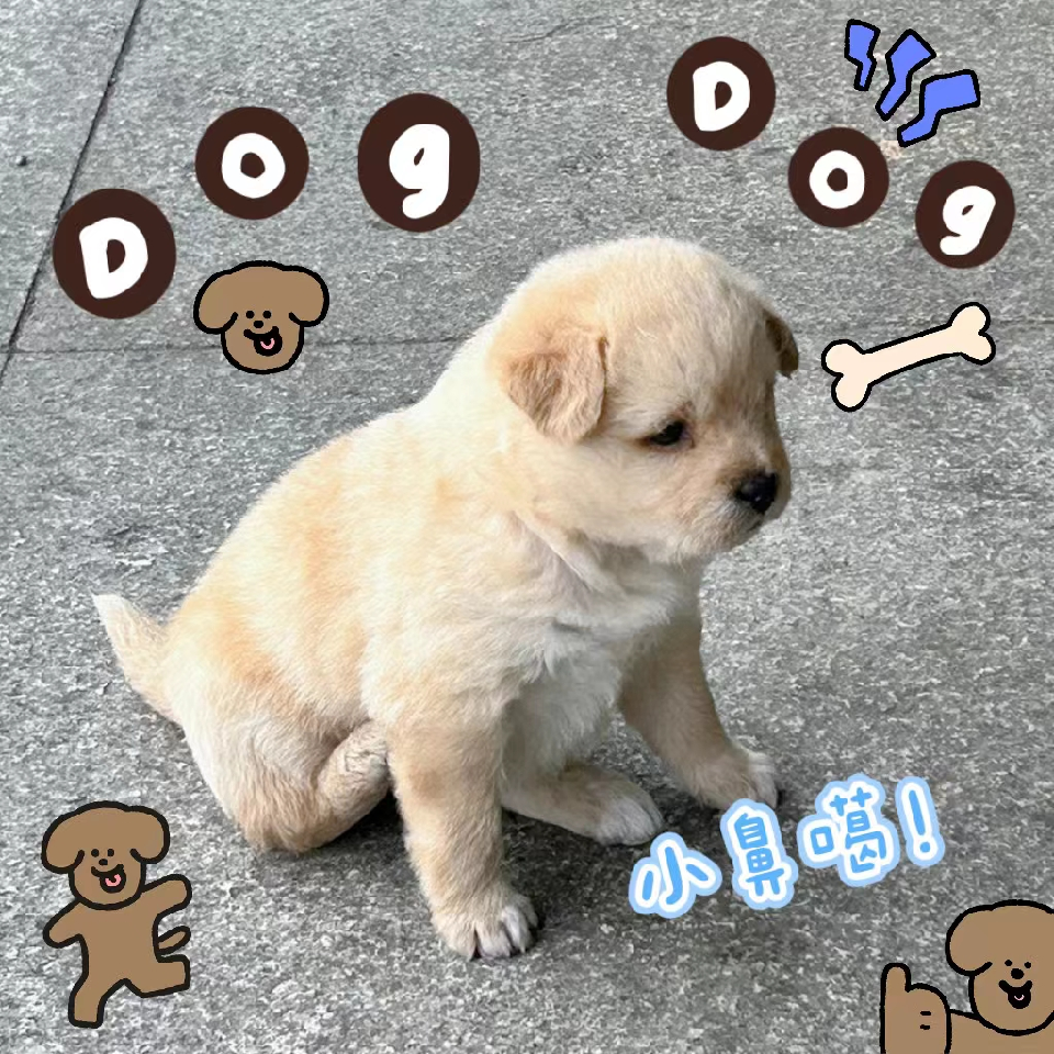 蓝~莓子海报
