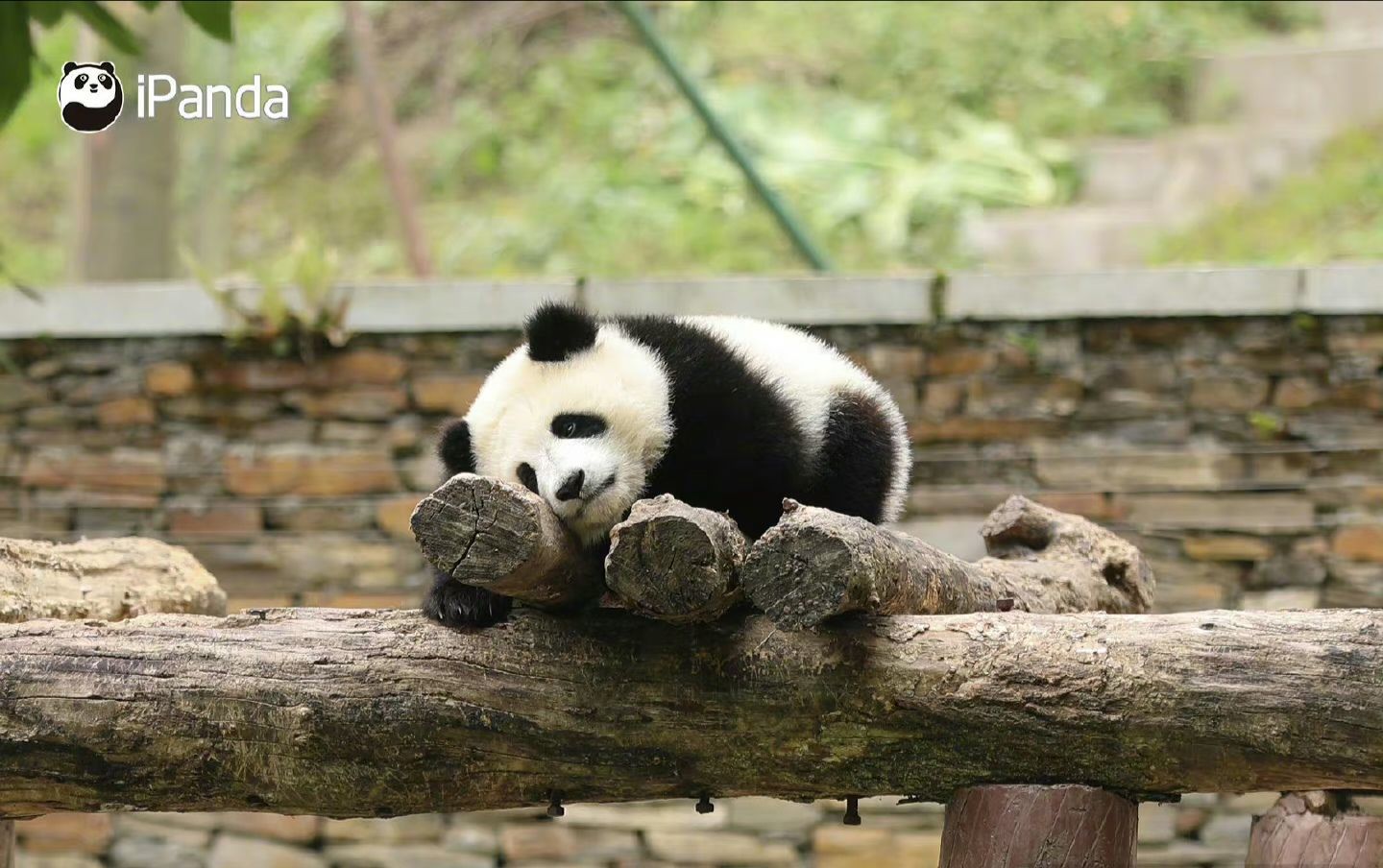 ღ蔡蔡🎙的图片