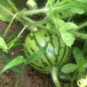 昵称违规，请重新修改海报