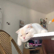 無。。。