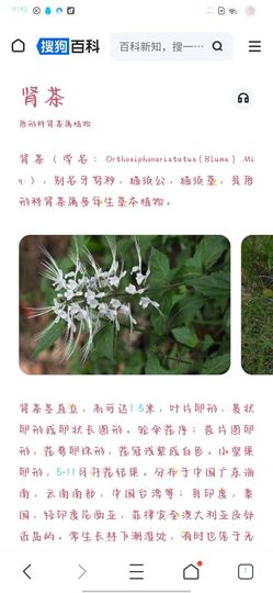 乖巧宝宝歌曲：凤凰飞主播照片