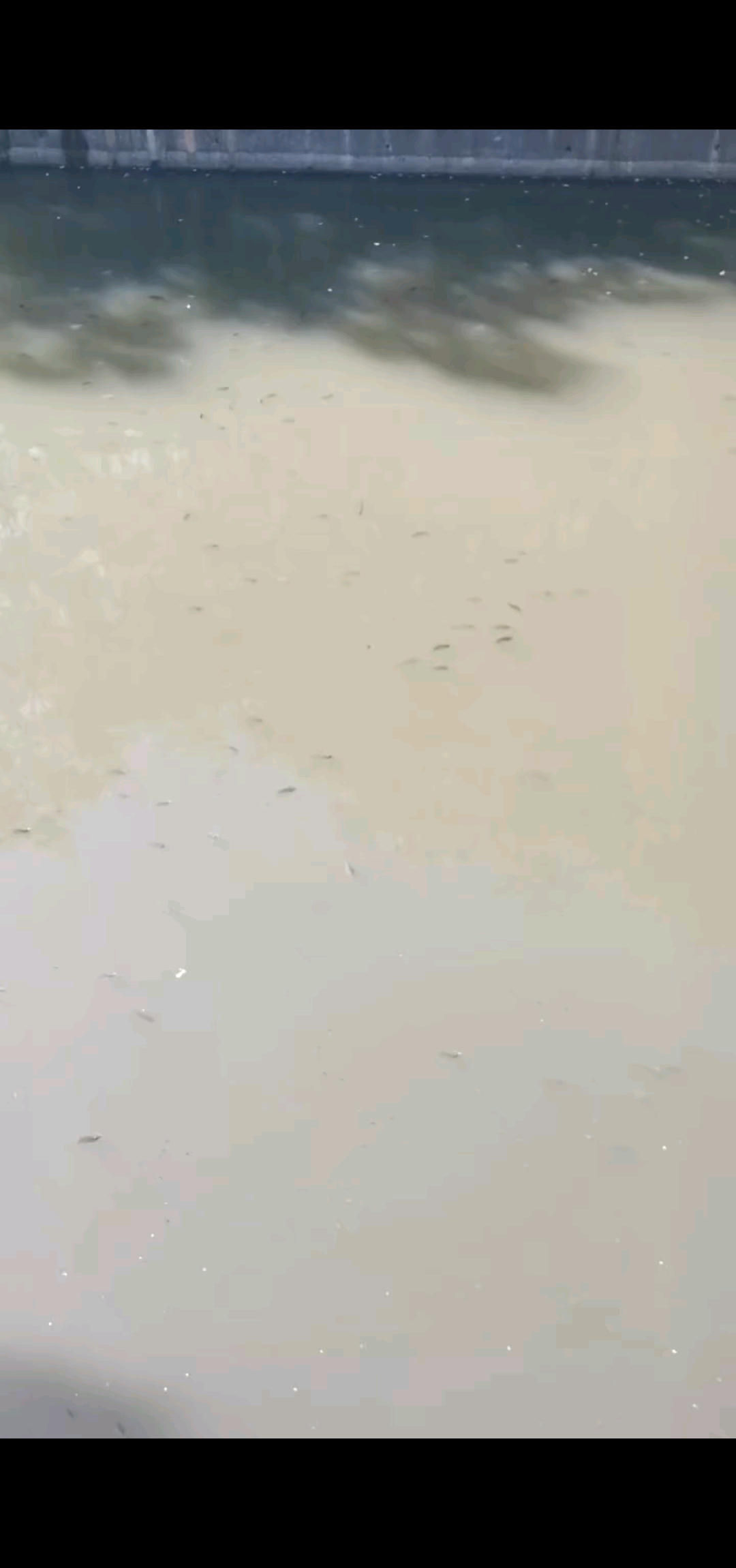 鱼儿好多/狂笑