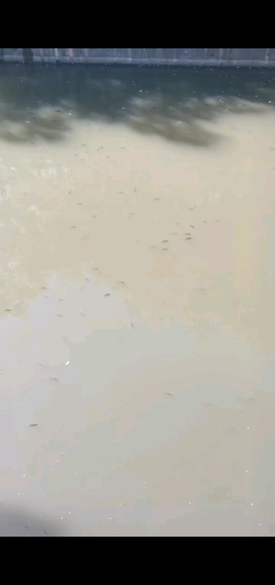 鱼儿好多/狂笑