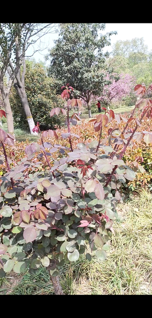 公园风景回忆