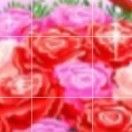 玫瑰花d9