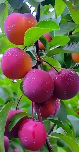 September★主播照片