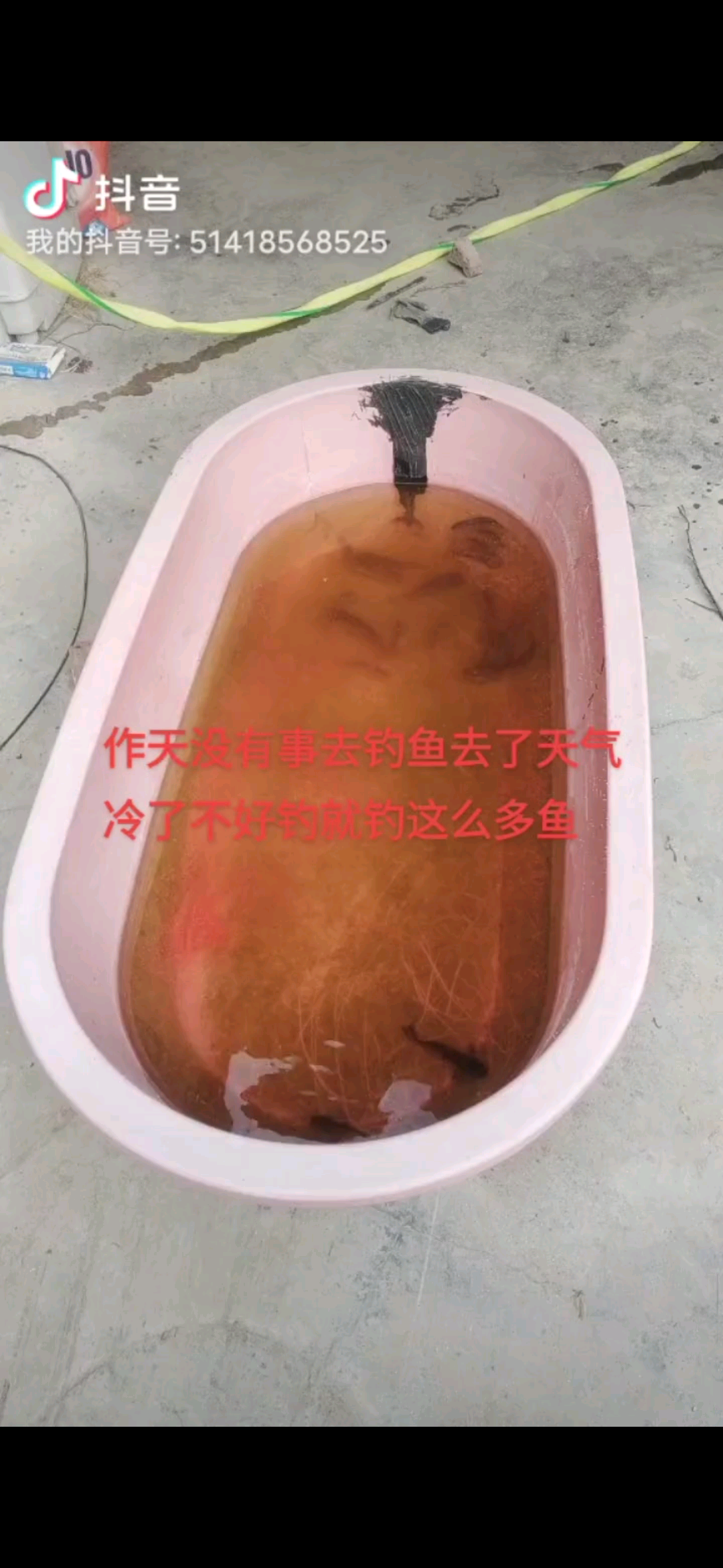 小鱼