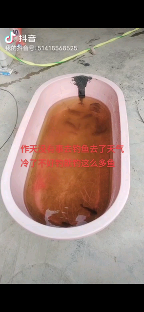 小鱼