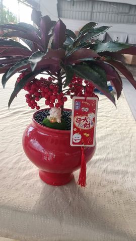 David.。主播照片