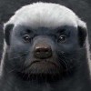 双木先生d