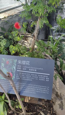 枯荷@听雨的图片