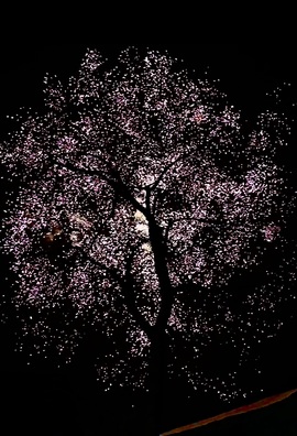 云浅浅koi💗的图片