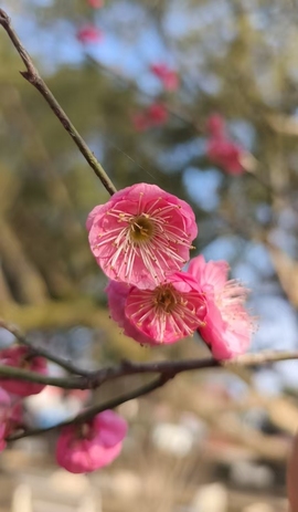 菲♥贺铁哥荣升伯爵主播照片