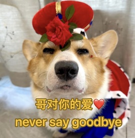 小葵葵葵葵葵。的图片