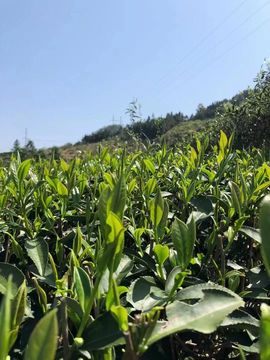 玟玟🌸加油啊主播照片