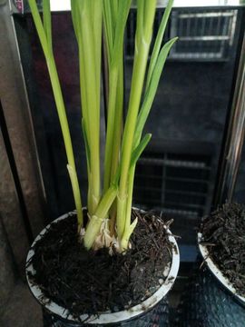 小喵🐹肉肉的洋洋的图片