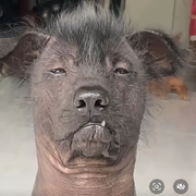 ⅴ^猜猜我是谁v^v