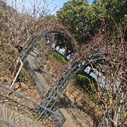 ⊹打保龄球的帽贝⊹