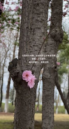 新人如意♥的图片