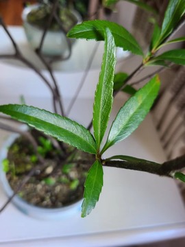 鹫岭云深的图片