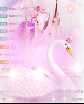 海鸽晚上播主播照片