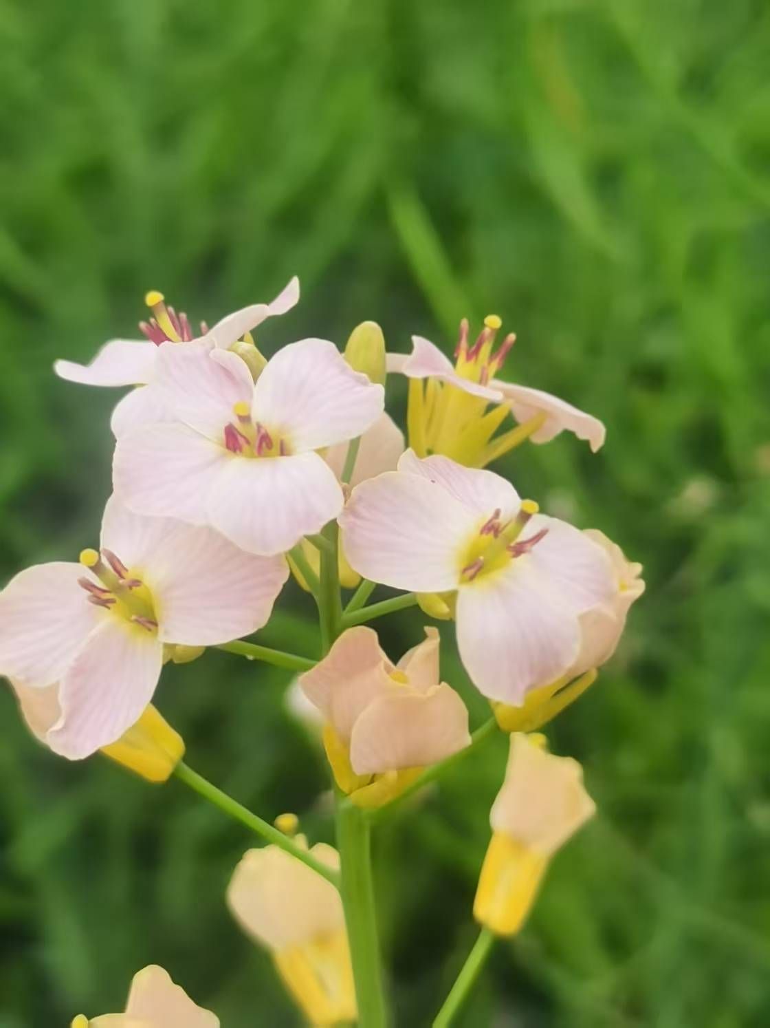 ♥莘♥的图片