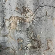 来自雅典的鹿豚