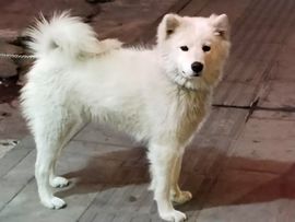汪圩小胖哥主播照片