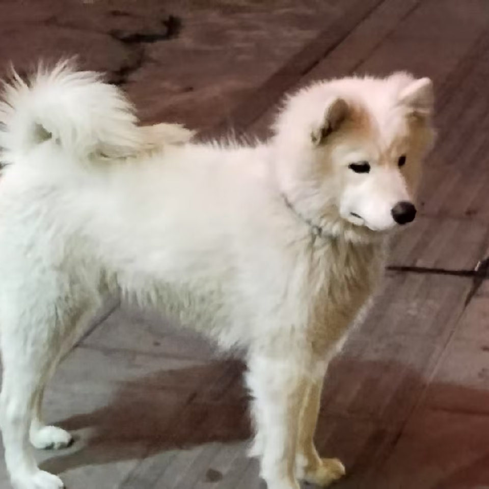 汪圩小胖哥海报