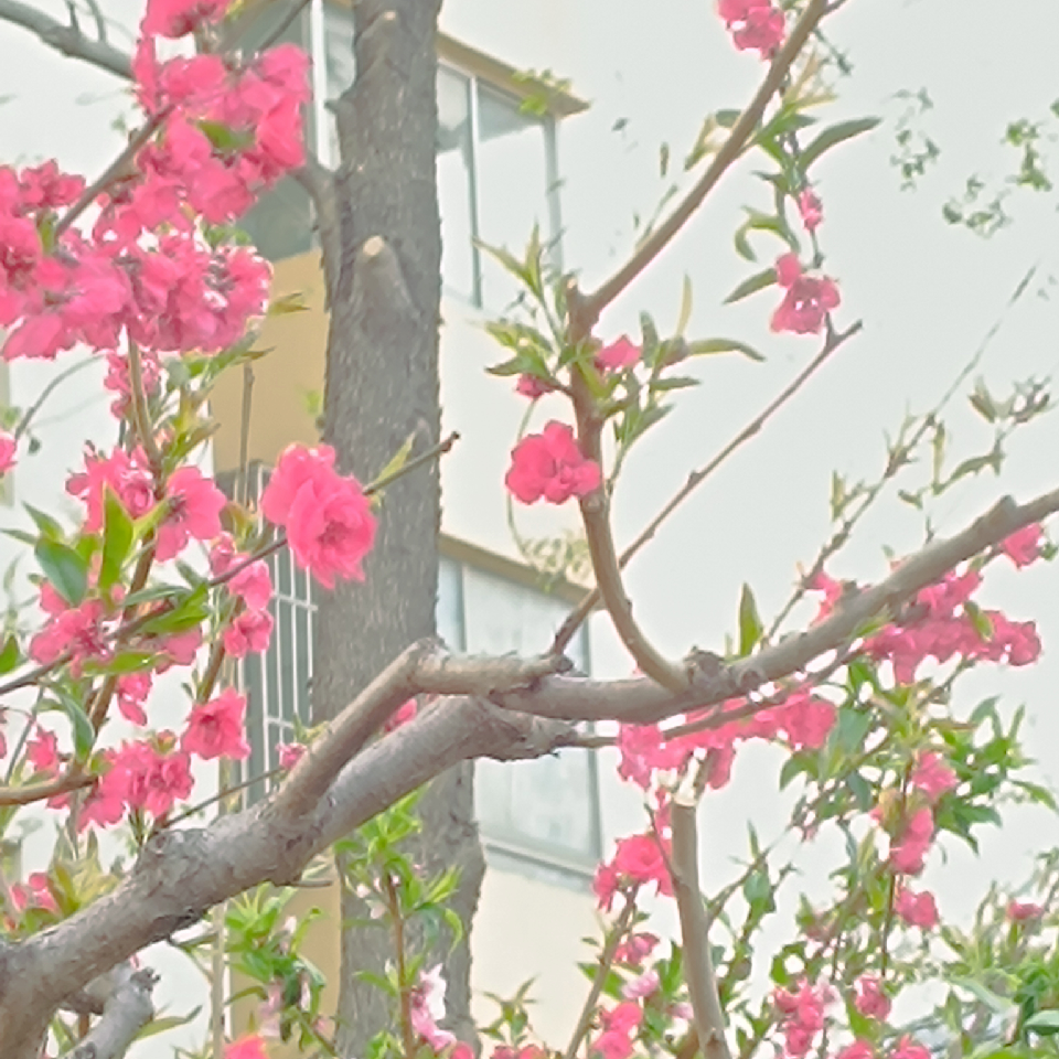 萌新宝宝sggbs海报