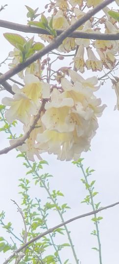 妞妞骑行中国主播照片