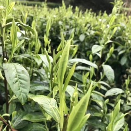 义海恩山主播照片
