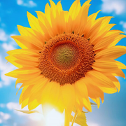 向陽🌻花開