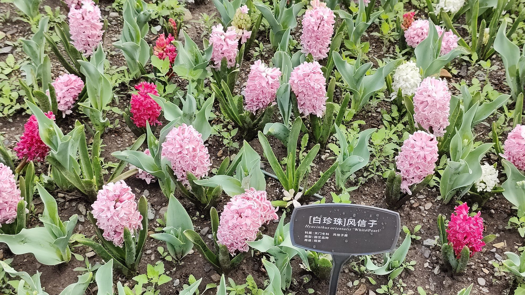 枯荷@听雨的图片