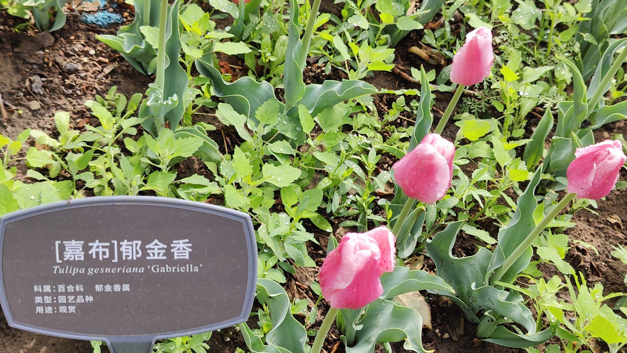 枯荷@听雨的图片