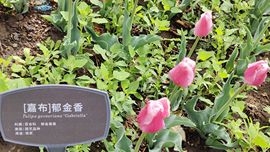 枯荷@听雨主播照片