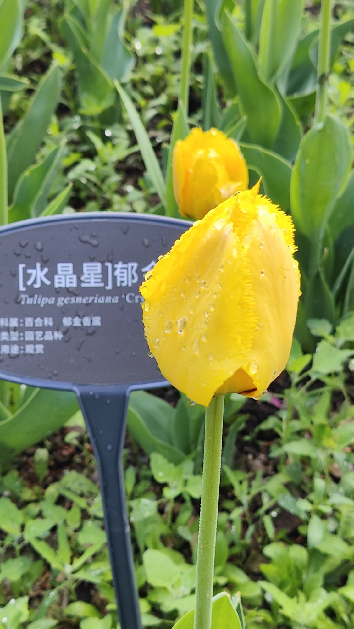 枯荷@听雨的图片