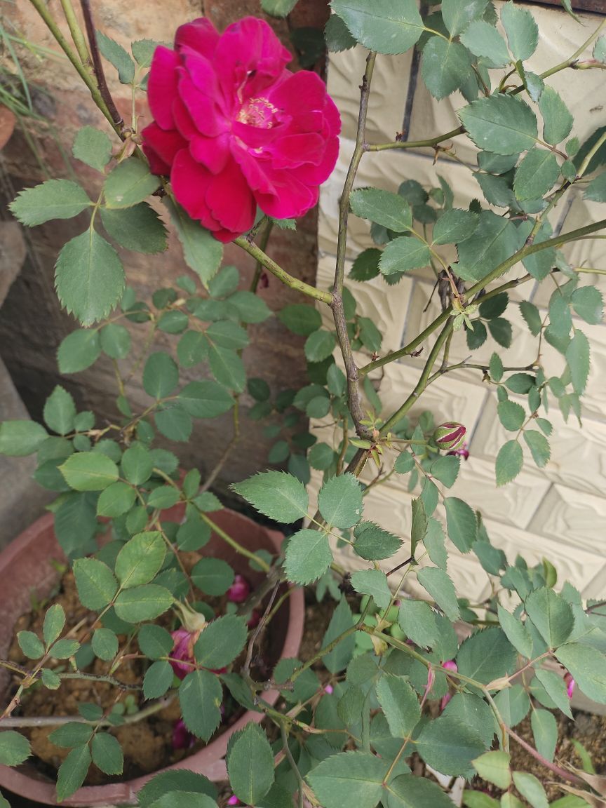玟玟🌸快乐哈主播图片