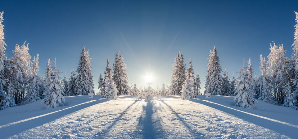 雪燕.的图片