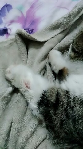 雪燕.主播照片